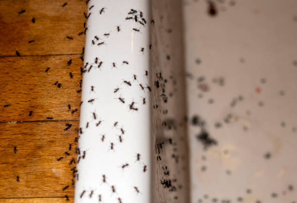 Flea Control Services in Ardsley, NY